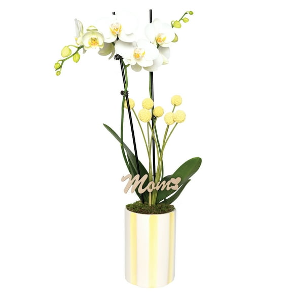 Live 5in White Orchid in Yellow and White Striped Pot with 'Mom' Pick - Perfect Gift