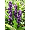 thumbnail image 5 of Classy Groundcovers, Lily Turf  'Royal Purple', Lilyturf, Border Grass, Monkey Grass (flat of 18 Pots, 3 1/4 inch square), 5 of 9