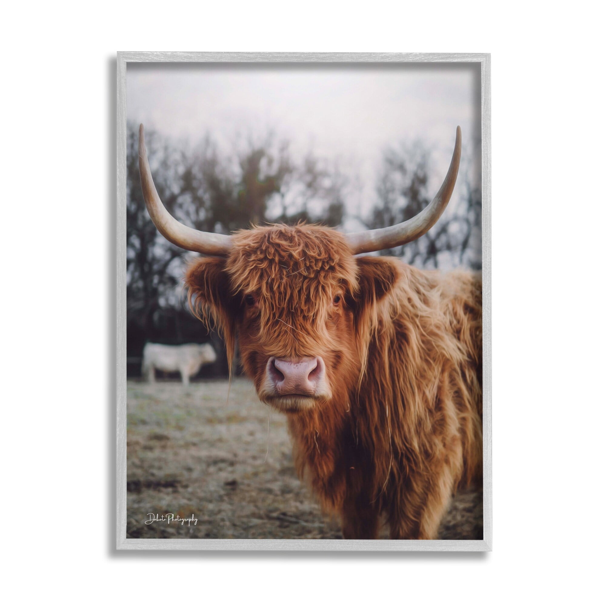 Stupell Industries Highland Cattle Cow Gazing Warm Sunny Portrait Photograph Gray Framed Art Print Wall Art, Design by Dakota Diener