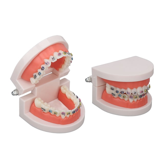 Dientes typodont tipodont dientes modelo con soporte de metal de ortodoncia para la investigación del laboratorio de dentista