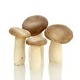thumbnail image 3 of Gourmet and Medicinal Mushroom Cultures (King Oyster Mushroom (Pleurotus eryngii)), 3 of 3