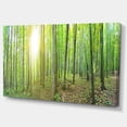 thumbnail image 2 of Panorama de Forêt Verte Épaisse - Impression d'Art sur Toile de Paysage, 2 of 4