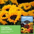 thumbnail image 3 of 3 packs Mixed Sunflower Seeds - Non-GMO Heirloom Full Sun Annual Flower - Survival Garden Seeds, 3 of 8