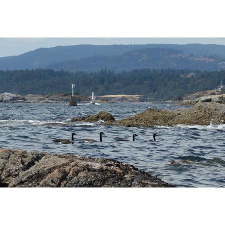 Canvas Print Bc Ocean Victoria Canada Geese Stretched Canvas 10 x