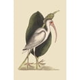 thumbnail image 1 of White Curlew-Fine Art Canvas Print (20" x 30"), 1 of 1