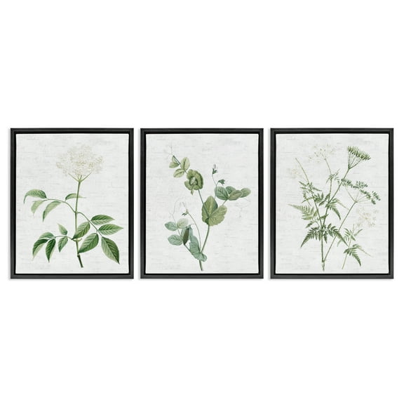 Stupell Industries Soft White Botanicals Plants & Flowers Painting Black Floater Framed Canvas Art Print Wall Art, 17 x 21, Set of 3