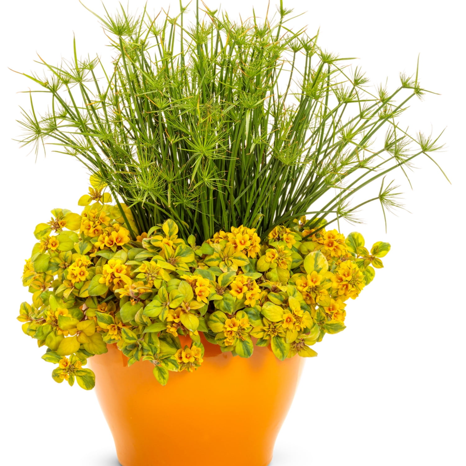 Proven Winners 5" Graceful Grasses Queen Tut Dwarf Papyrus Live Plant in 4.5" Pot (4 Count)