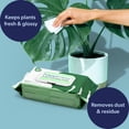 thumbnail image 6 of happimess Essential Oil Infused Plant Cleaning Wipes, Remove Dust, Dirt, Water Spots and Restore Natural Leaf Shine (4 Pack, 400 Count), 6 of 6