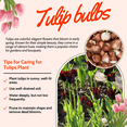 thumbnail image 4 of 20 Tulip Bulb Mix Pack, Colorful Assorted Flowers for Seasonal Planting and Outdoor Landscape, 4 of 5