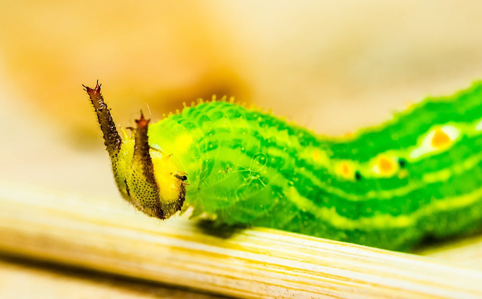 download green horned caterpillar