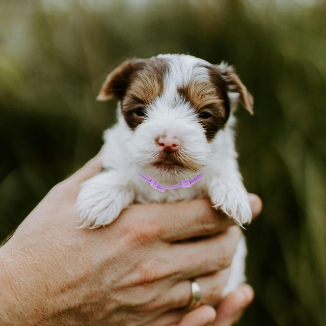 BESTYASH 20Ud Suaves Identificativos Para Mascotas Recién Nacidas Con Ajustable