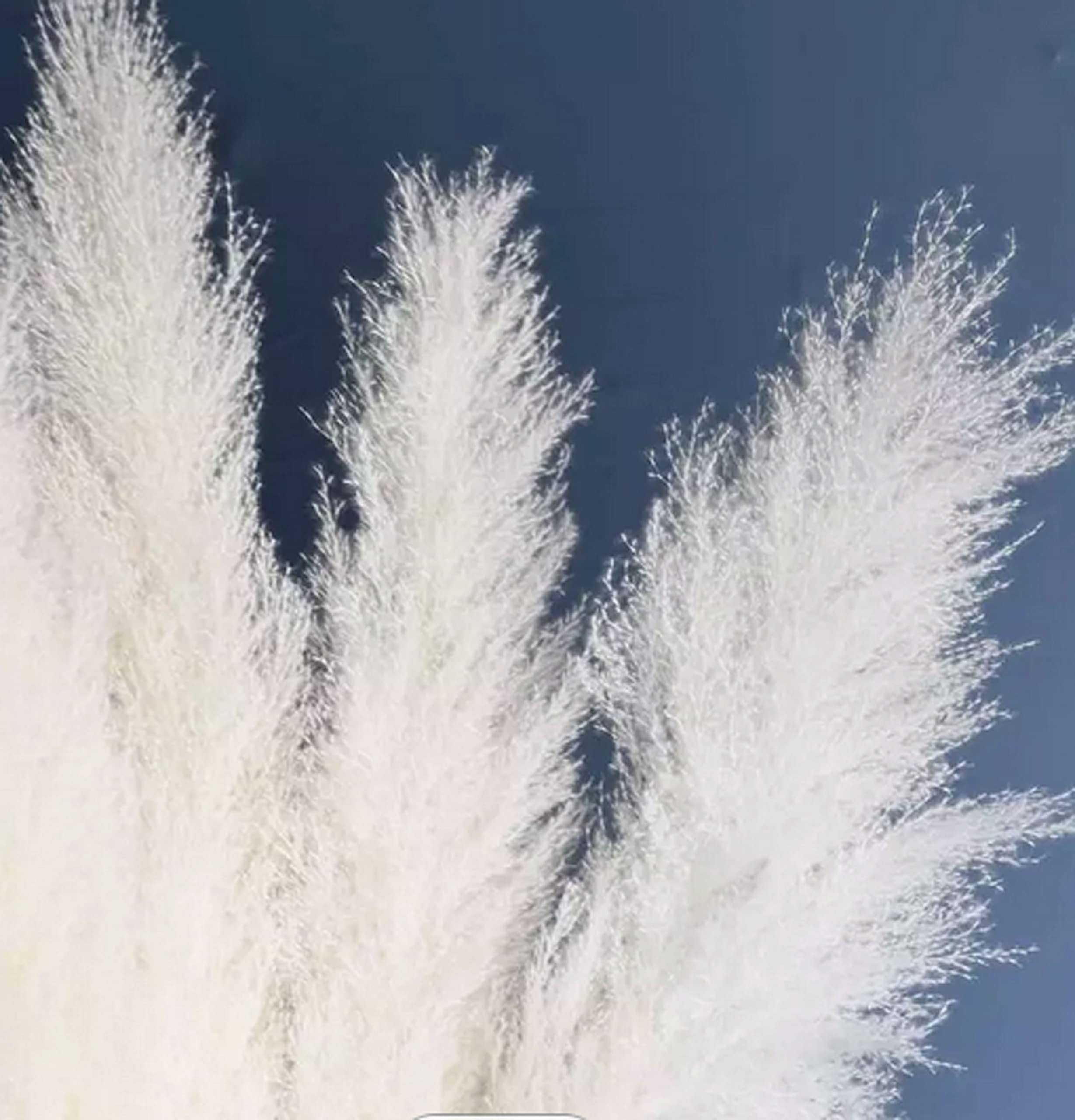 CalCastle Craft 3 Stems 48" Dried Natural Pampas Reed Dried Flowers Wedding Home Decor (Reed Pure-White Jumbo)