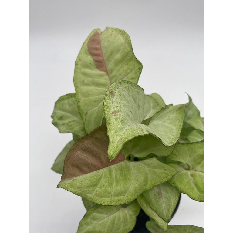 Live Potted House Plant: 4 inch Confetti Pink Variegated Syngonium Albo  Variegata Half Moon Pixie - Walmart.com