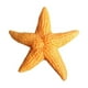 thumbnail image 3 of Refrigerator Magnet Animal Sea Star Fridge Sticker Wall Decals for Home (Orange), 3 of 3