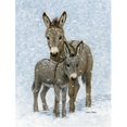 thumbnail image 1 of Carolines Treasures  Donkeys Flag Canvas House Size, 1 of 1