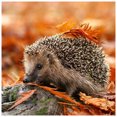thumbnail image 1 of 5D DIY Pintura de Diamante FLhrweasw Otoño Erizo Completo Redondo, 1 of 9