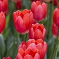 thumbnail image 2 of Van Zyverden Tulips Cosmopolitan Set of 12 Bulbs Pink Part Sun, 2 of 9