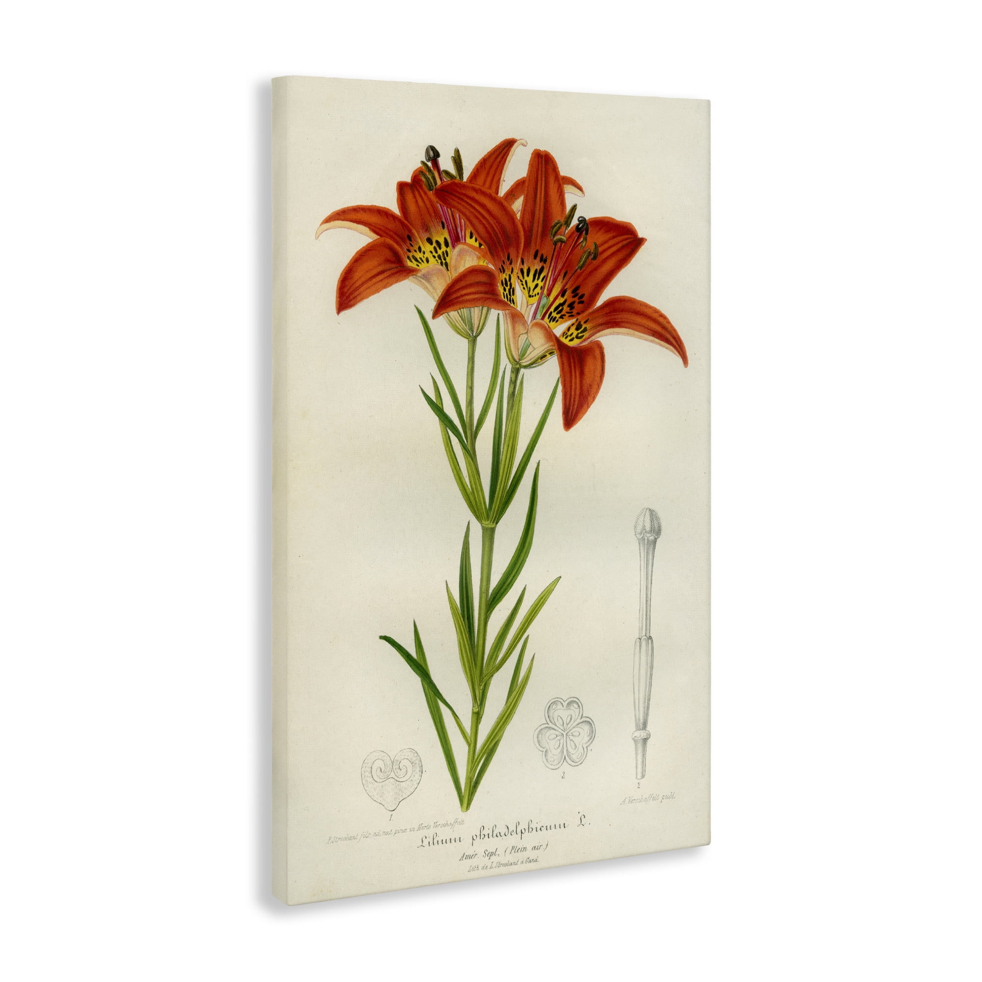 Stupell Industries Western Red Lily Canvas Wall Art, design by Print Collection