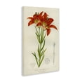 thumbnail image 2 of Stupell Industries Shabby Chic Western Red Lily Canvas Art, 24 x 36, by Print Collection, 2 of 8