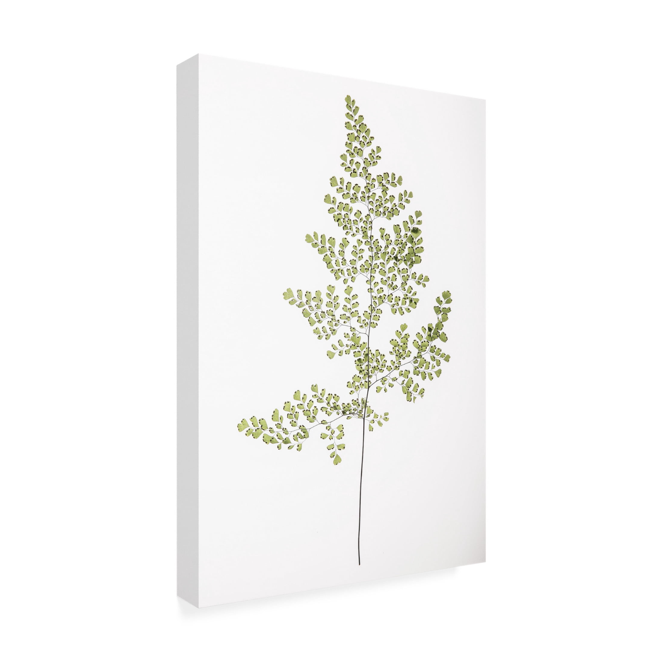 Trademark Fine Art Shot by Clint Leaf Study 06 Canvas Wall Art