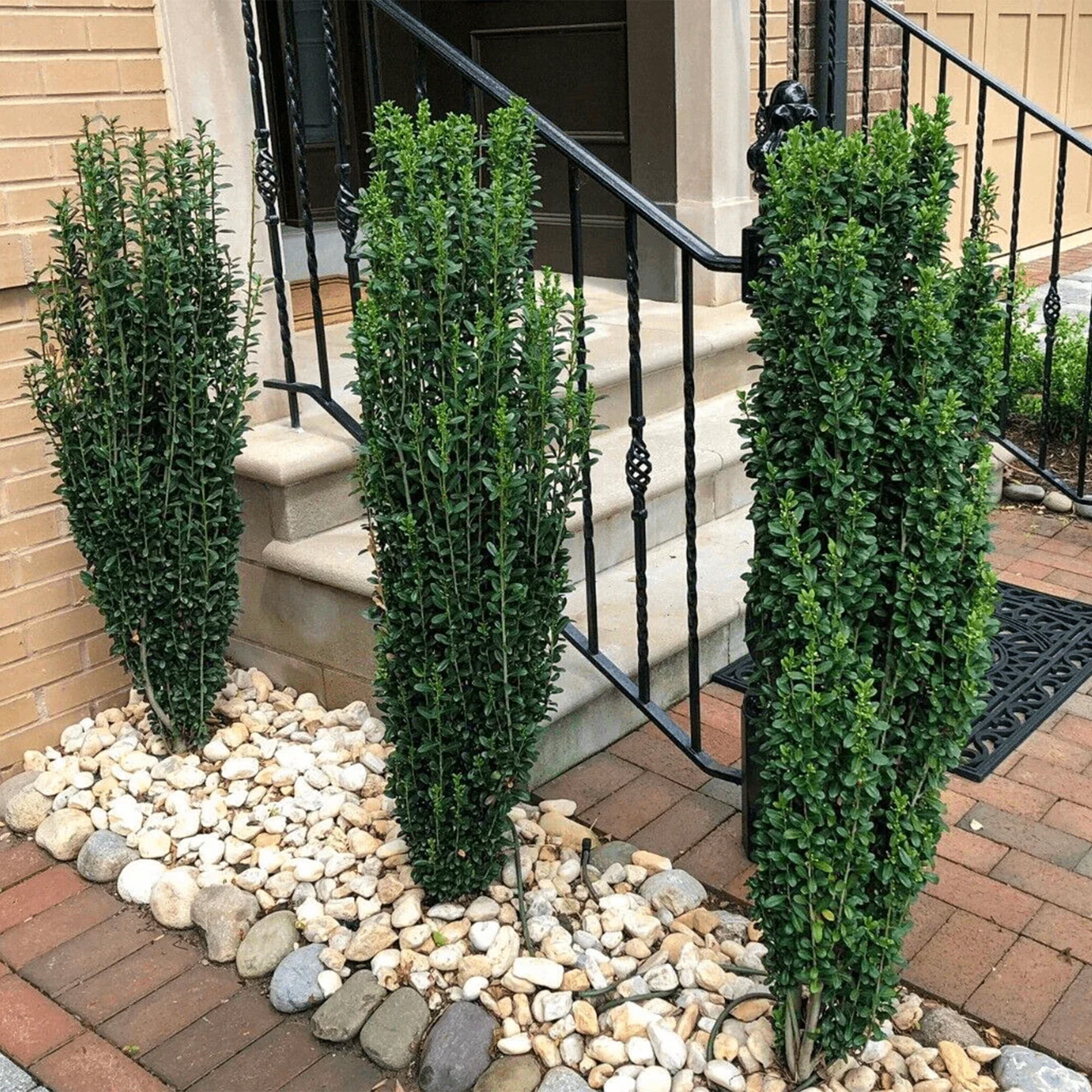Expert Gardener 7 Gallon Sky Pencil Holly (Ilex) Live Shrub