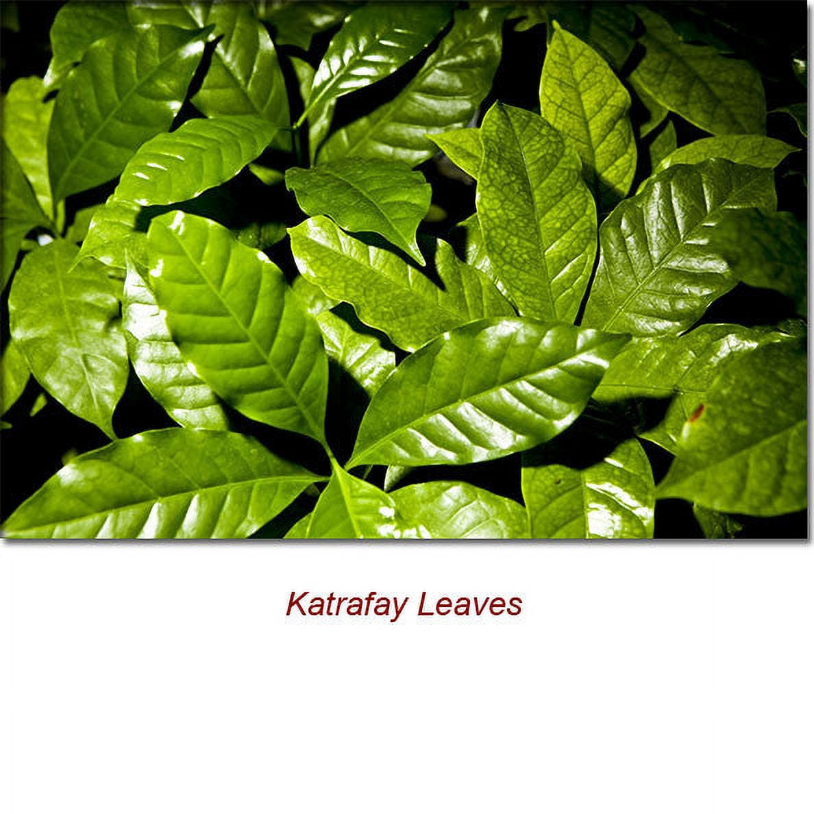 Katrafay Wild Crafted Essential Oil 1 fl oz (30 ml) - 100% Pure and Natural by Silky Scents