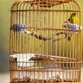 thumbnail image 4 of HAMPPLIES 10Pack Transparent Acrylic Bird Feeder Cup for Oriole Feeders, 4 of 8