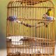 thumbnail image 1 of OULII 10Ud Comedero Para Pájaros Con Transparentes De Acrílico Para Jaula Colgante, 1 of 8