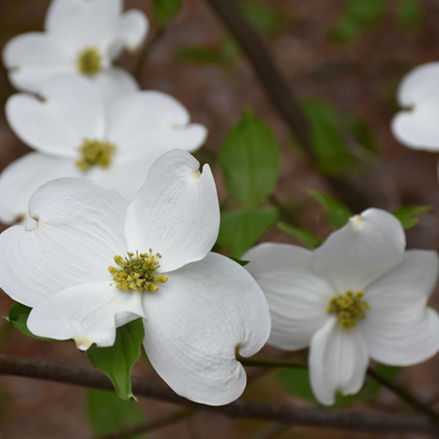 Expert Gardener 2-3 ft. tall Appalachian Mist Dogwood Live Tree in 5- Gallon Grower Pot