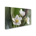 thumbnail image 2 of Trademark Fine Art 'Plumeria Bloom' Canvas Art by Pierre Leclerc, 2 of 3