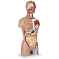 thumbnail image 5 of Axis Scientific 28-Part Human Torso Model with Muscles | Detailed Dual Sex Life-Size Human Body Model has 28 Removable Human Organs and Muscles | Includes Detailed Product Manual, 5 of 15