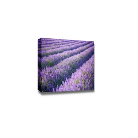 Lavender Canvas Beautiful Scenery Landscape Rows of Scented Purple Lavender in a Field - Canvas Art Wall Decor - 24