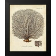 thumbnail image 2 of Esper, Johann 15x18 Black Modern Framed Museum Art Print Titled - Esper Sea Fans I, 2 of 5