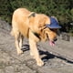 thumbnail image 2 of FENGGUIQU Pet Baseball Hat Con Correa De Ajustable Y Para Protección Solar, 2 of 6