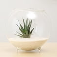 thumbnail image 2 of Rongfmy Pot Hydroponique en Verre Fleur Terrarium Micro Paysage Conteneur S A, 2 of 9