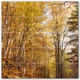 thumbnail image 1 of Picture-Tiles.com: Autumn Ceramic Tile Wall Mural WAL500005-55L. 40"W x 40"H using (25) 8" x 8" Ceramic Tiles-Satin Finish, 1 of 3