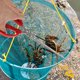 thumbnail image 4 of unbranded 2Ud Pinzas De Metal Para Captura De Cangrejos Y Loaches Uso Doméstico Seguro, 4 of 8