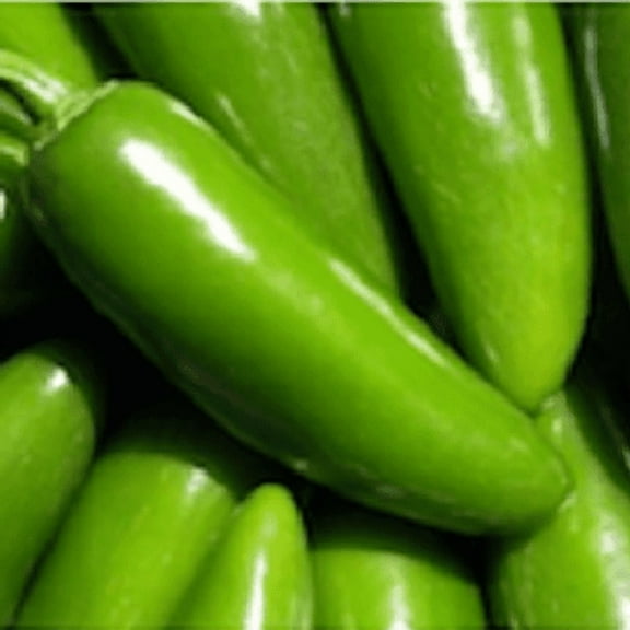 Mild Jalapeno M Pepper | Two Live Garden Plants | Non-GMO, Mild Heat