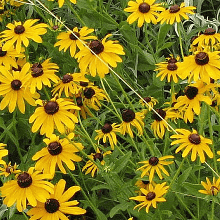 Everwilde Farms - 2000 Sweet Black Eyed Susan Native Wildflower Seeds - Gold Vault Jumbo Bulk Seed