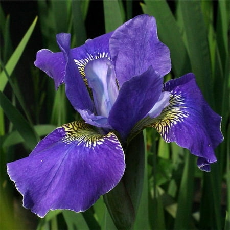 Silver Edge Siberian Iris - Violet-Blue Color - Quart Pot - Walmart.com