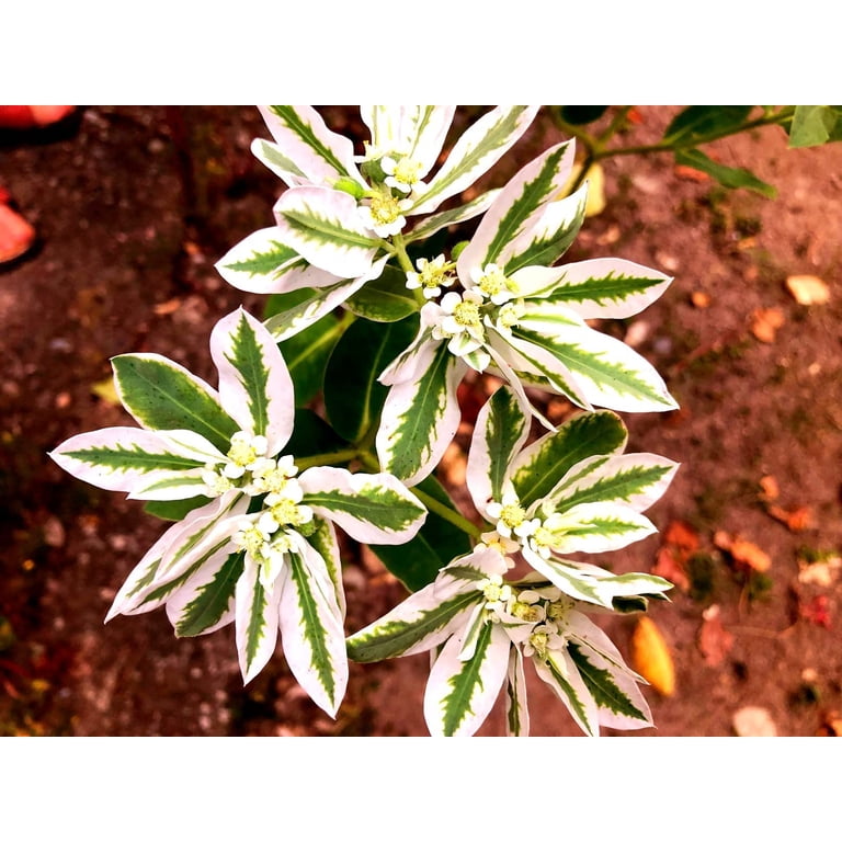 50+ Mountain Snow Flower Seeds for Planting - Euphorbia marginata