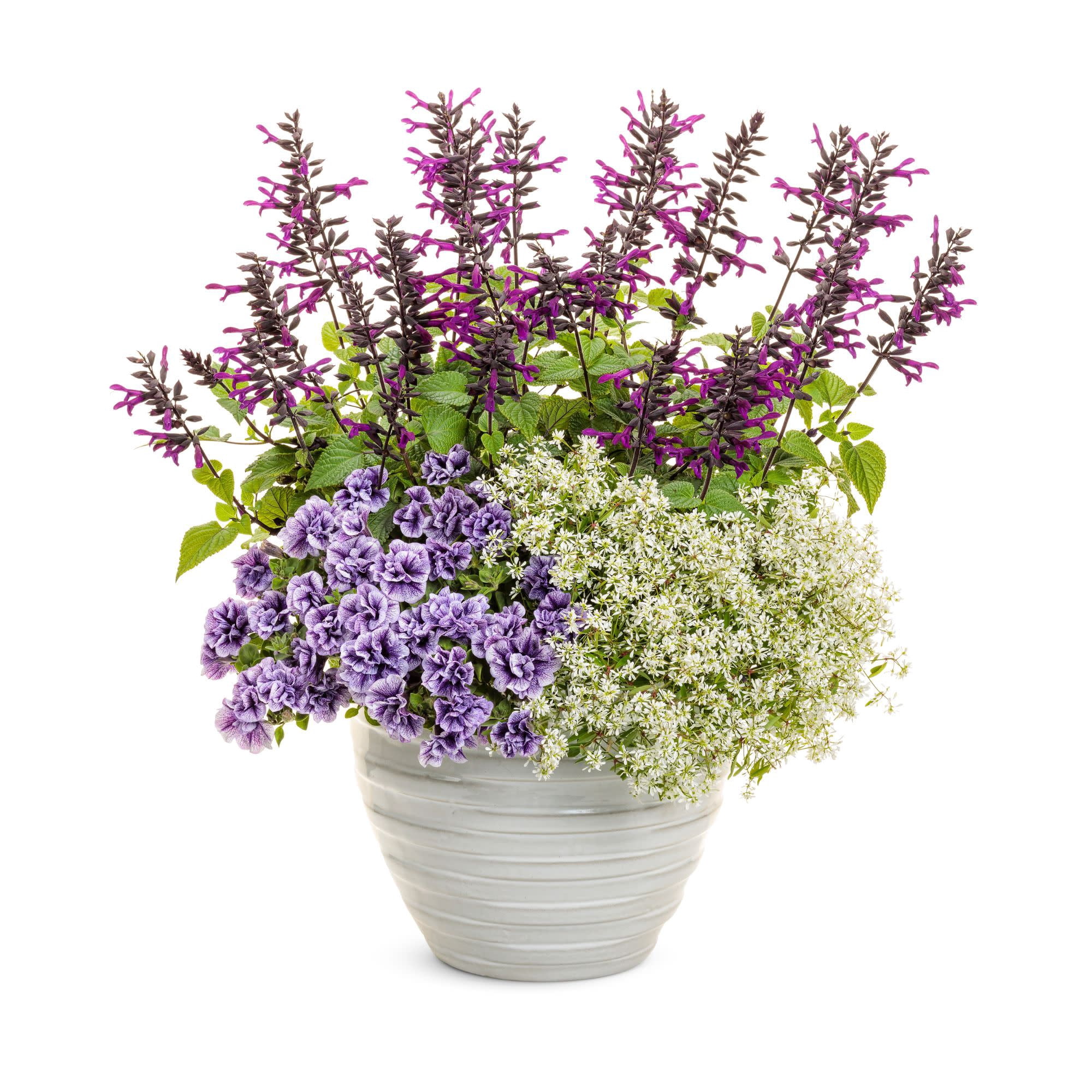 Proven Winners 8" Rockin' Deep Purple Salvia Live Plant in 6.5" Pot