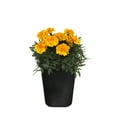 thumbnail image 3 of Expert Gardener 1Pt Marigold Assorted Colors Live Plant Grower Pot Full Sun, 3 of 28