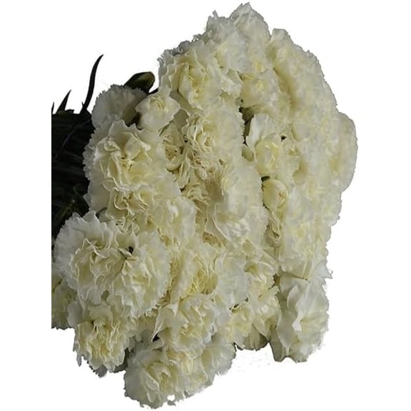 KaBloom : 12 White Carnation Next-Day Delivery, Gift for Every Occasion.