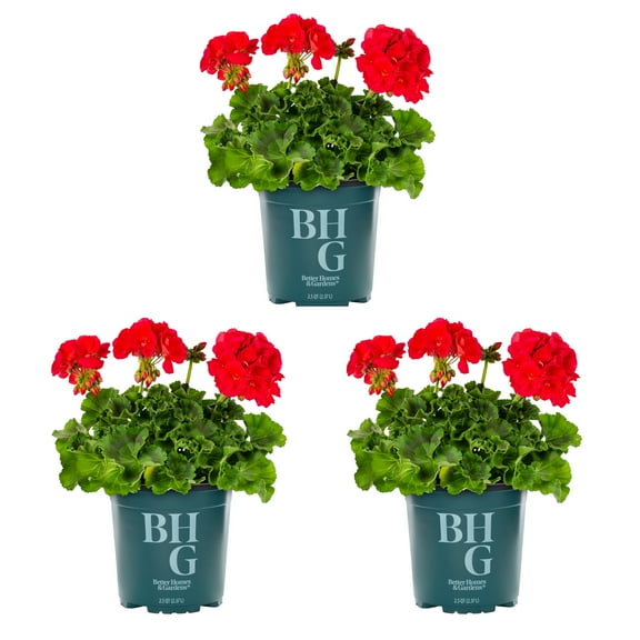 Better Homes & Gardens 2QT Red Geranium Live Annual Plant Sun 3-Pack