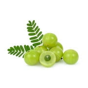 10 INDIAN GOOSEBERRY Phyllanthus Emblica Emblic Edible Fruit Tree Seeds
