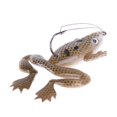 thumbnail image 1 of Leurres de pêche souples à la grenouille, 1 of 5
