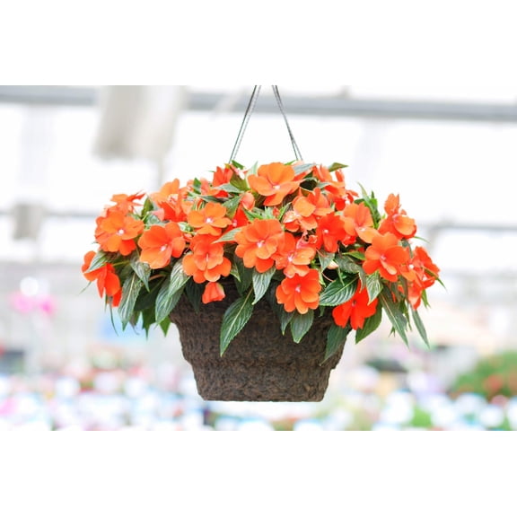 50 DWARF ORANGE IMPATIENS Walleriana Sun or Full Shade Flower Seeds