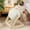 Beige Size D F2, variant on Cat Scratching Post, ZzCityTK Durable Sisal Cat Toy, Rotating Ball with Anti-Tip Base for Kittens Entertainment Furniture Protection, Beige