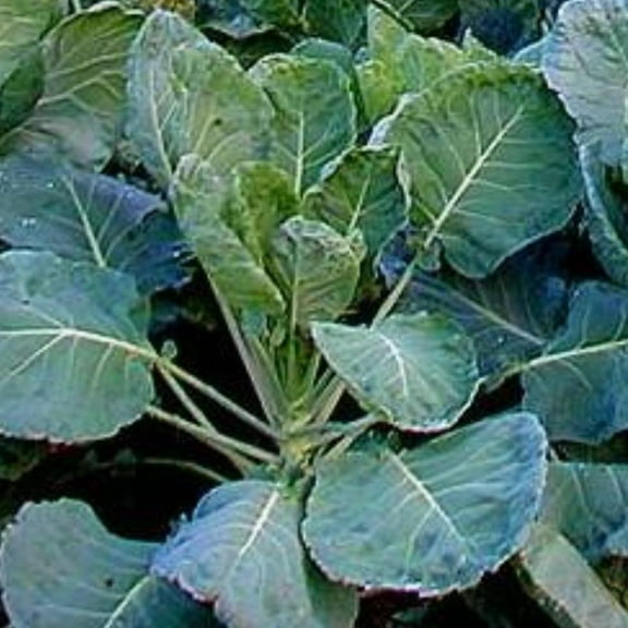 Collard Greens, Georgia Southern Creole Seeds